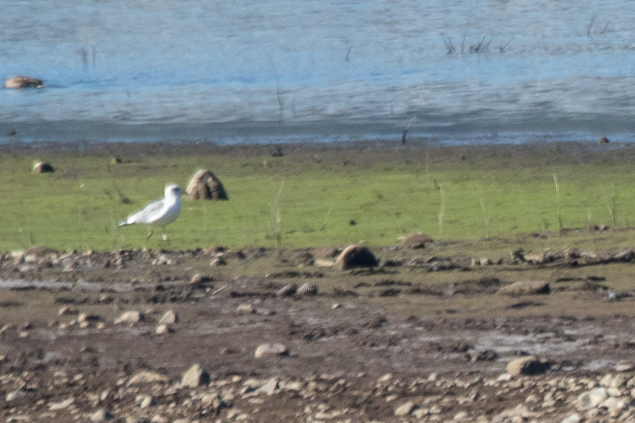 Ring-billed Gull (TBY-110)